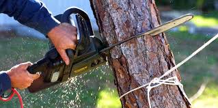  Heron Bay, GA Tree Care Pros