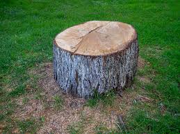 Best Commercial Tree Services  in Heron Bay, GA