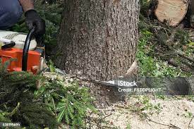 Best Arborist Consultation Services  in Heron Bay, GA