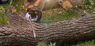 Best Tree Trimming and Pruning  in Heron Bay, GA