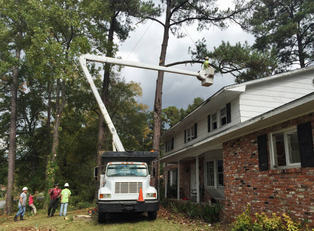 Best Tree Cabling and Bracing  in Heron Bay, GA