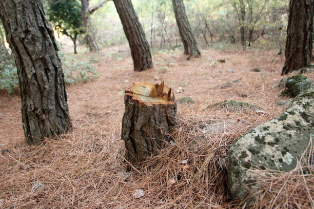 Best Tree and Shrub Care  in Heron Bay, GA