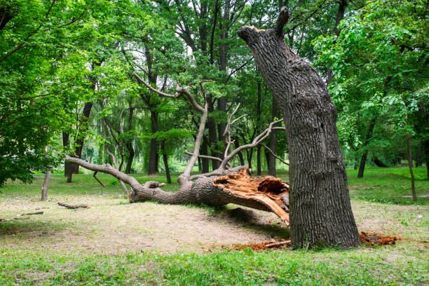Best Tree Maintenance Programs  in Heron Bay, GA