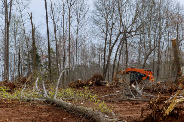 Best Tree Mulching  in Heron Bay, GA