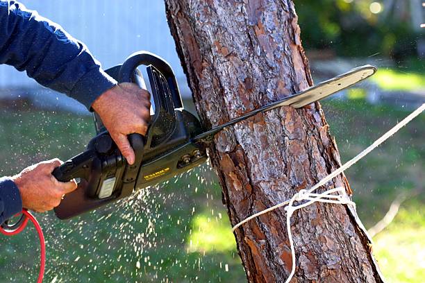Best Firewood Processing and Delivery  in Heron Bay, GA