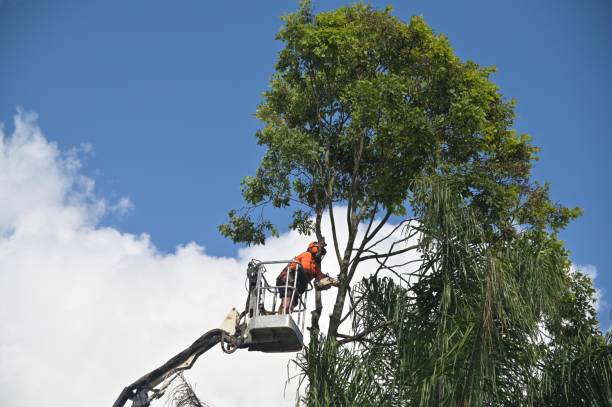 Best Tree Preservation Services  in Heron Bay, GA