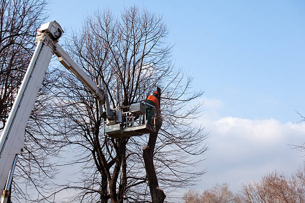 Best Tree Removal  in Heron Bay, GA