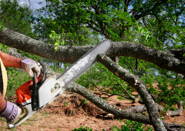 How Our Tree Care Process Works  in  Heron Bay, GA
